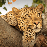 Tim and Elizabeth Hely-Hammond